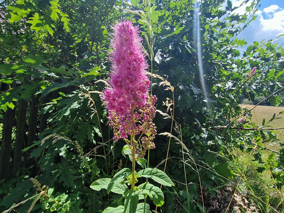 tawuła Douglasa (Spiraea douglasii)