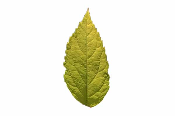 tawuła japońska (Spiraea japonica)
