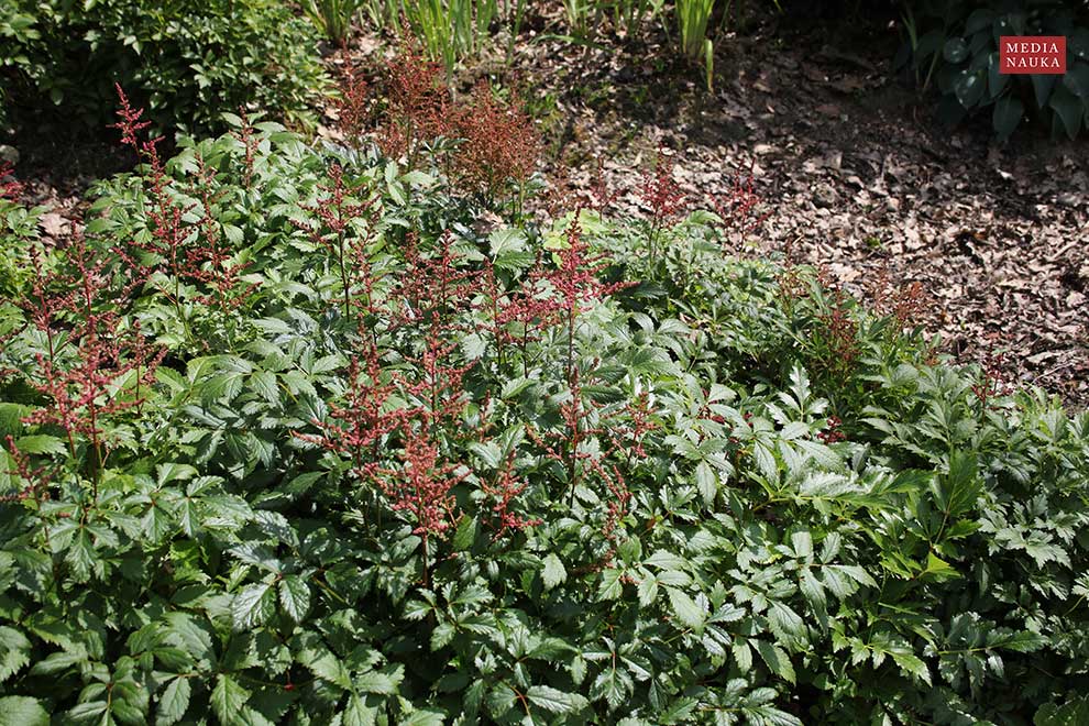 tawułka Arendsa, astilbe Arendsa (Astilbe × arendsii)