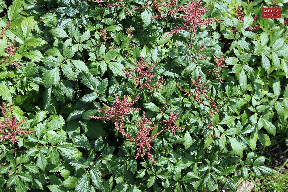 tawułka Arendsa, astilbe Arendsa (Astilbe × arendsii)