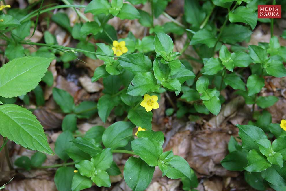 tojeść gajowa (Lysimachia nemorum)