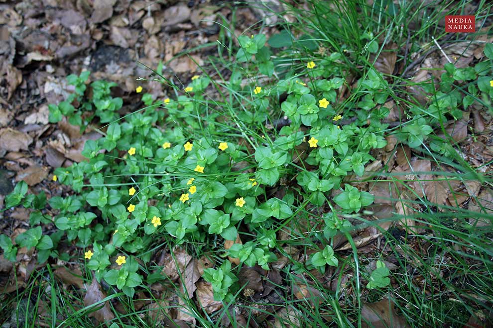 tojeść gajowa (Lysimachia nemorum)