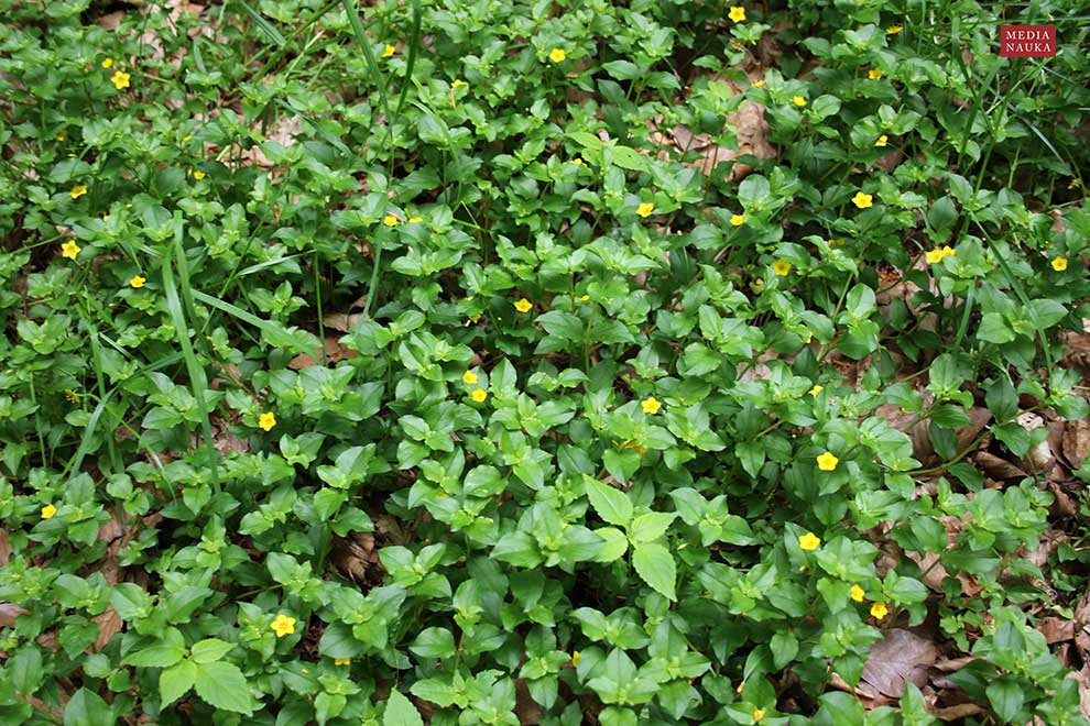 tojeść gajowa (Lysimachia nemorum)