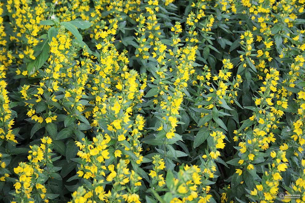 tojeść kropkowana (Lysimachia punctata)