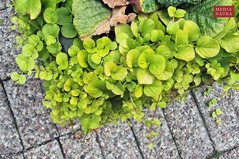 tojeść rozesłana, pieniążek (Lysimachia nummularia)