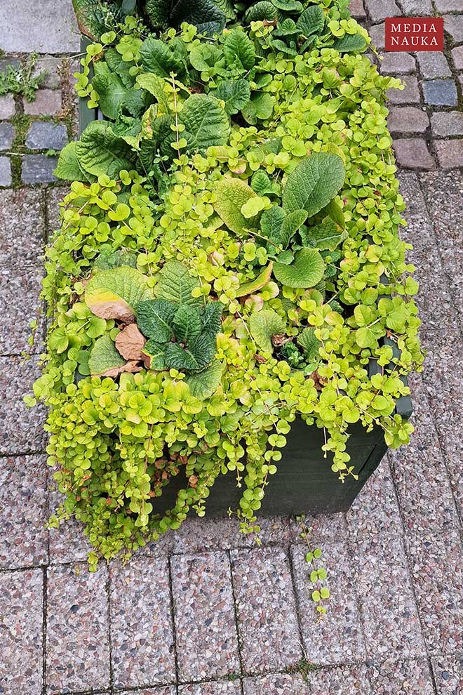 tojeść rozesłana, pieniążek (Lysimachia nummularia)