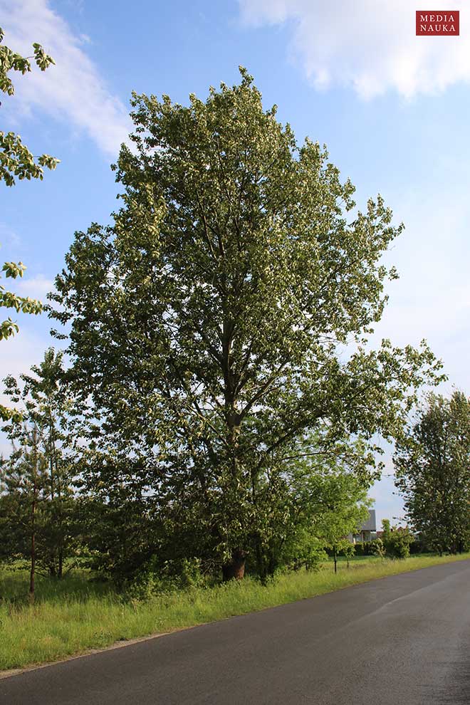 topola balsamiczna (Populus balsamifera)