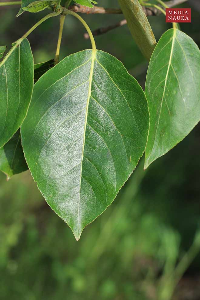 topola balsamiczna (Populus balsamifera)