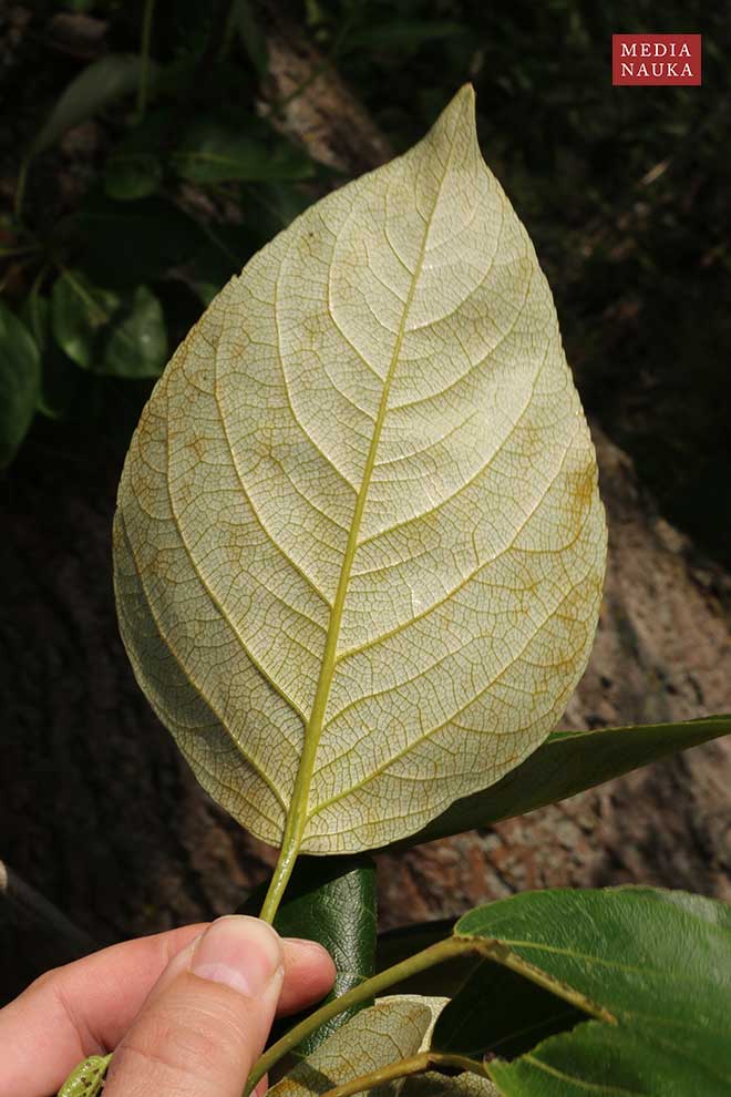 topola balsamiczna (Populus balsamifera)