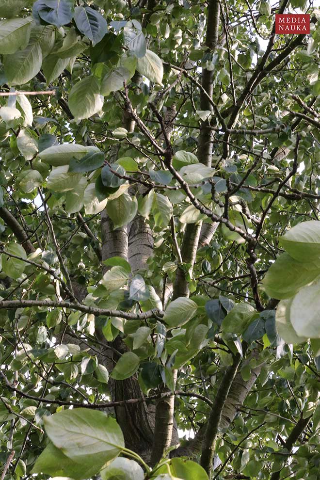 topola balsamiczna (Populus balsamifera)
