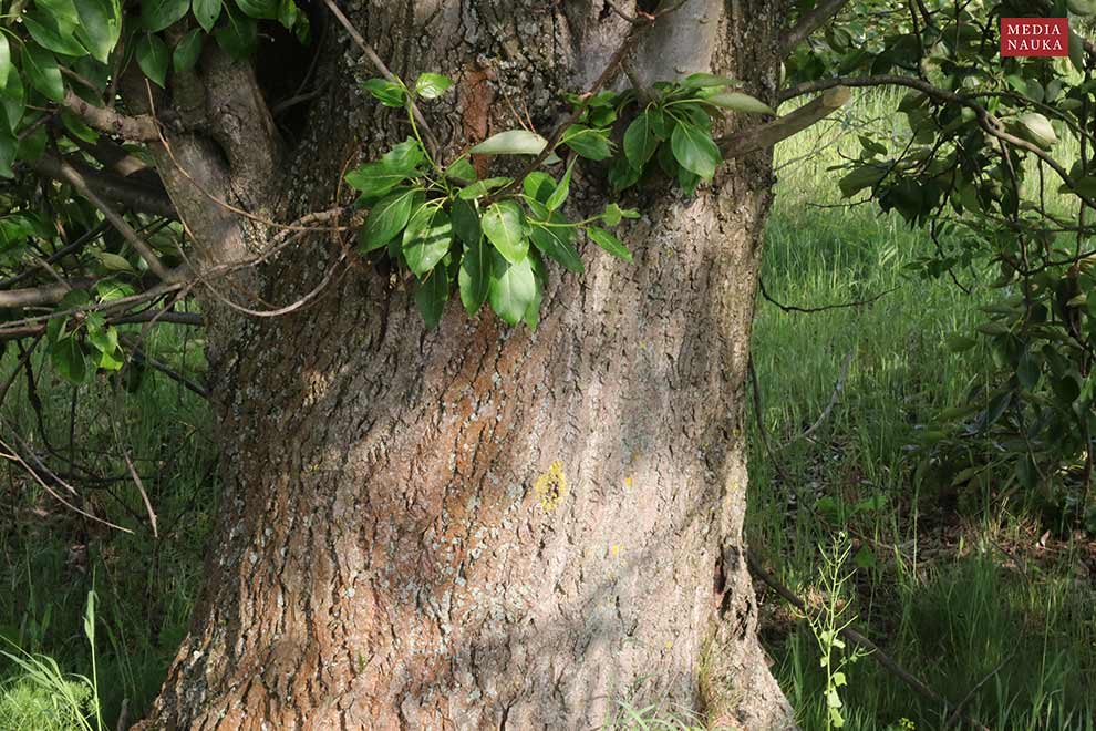 topola balsamiczna (Populus balsamifera)