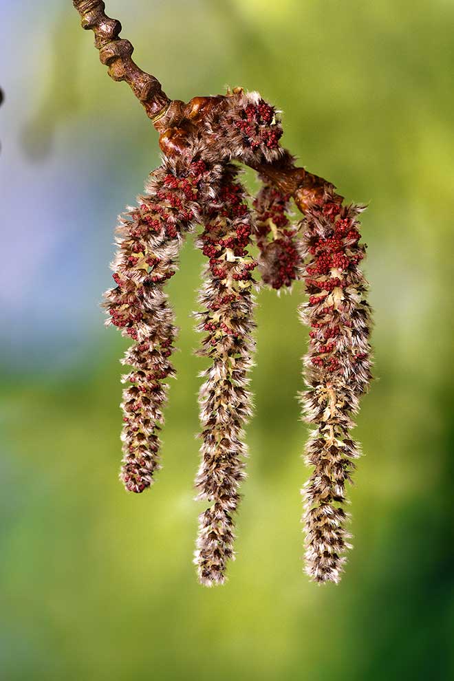 topola biała (Populus alba)