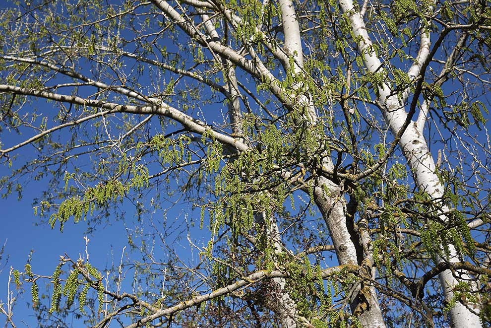 topola biała (Populus alba)