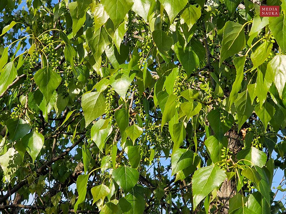 topola czarna (Populus nigra)
