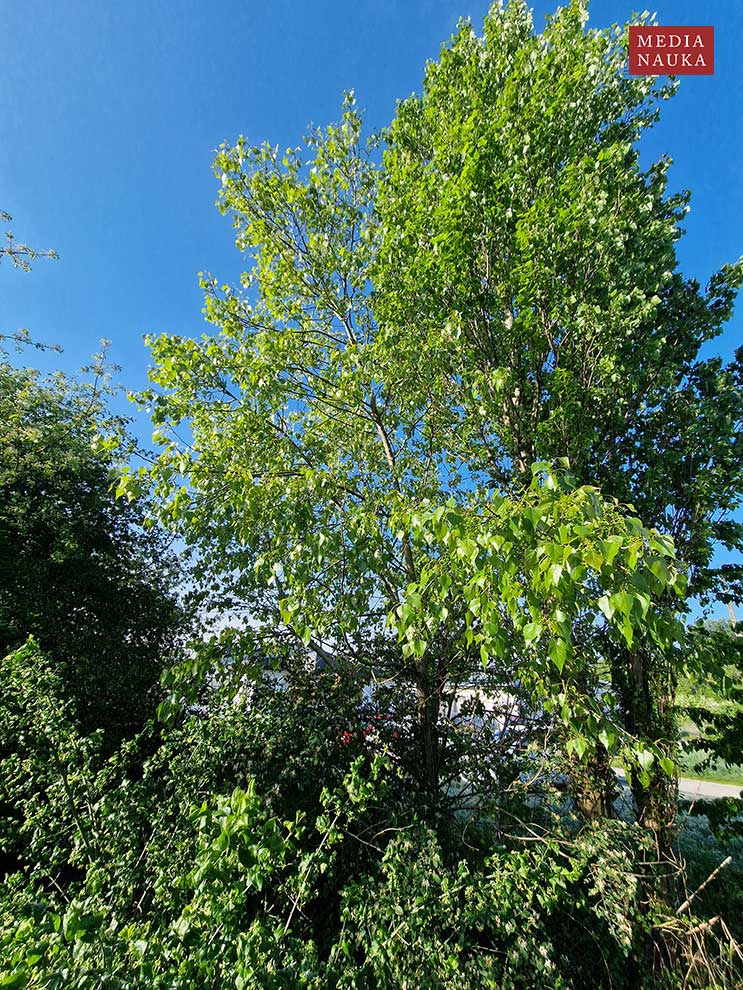 topola czarna (Populus nigra)