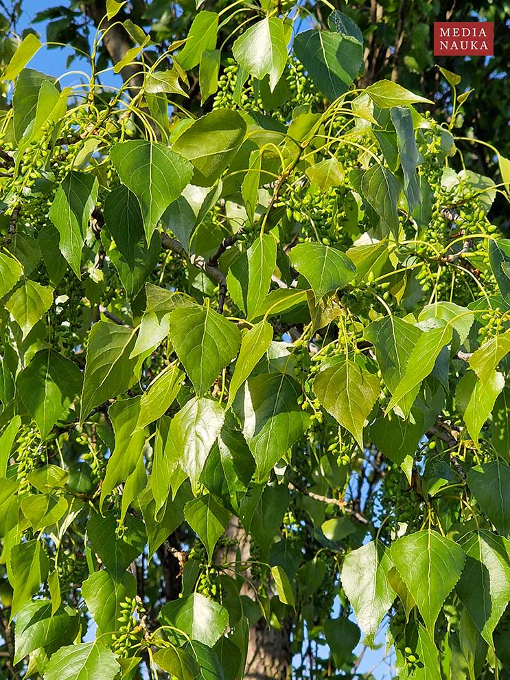 topola czarna (Populus nigra)