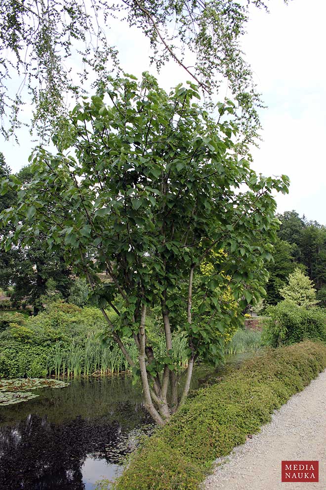 topola mieszańcowa (Populus × wilsocarpa)