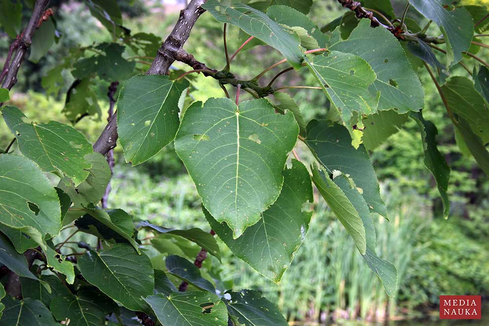 topola mieszańcowa (Populus × wilsocarpa)