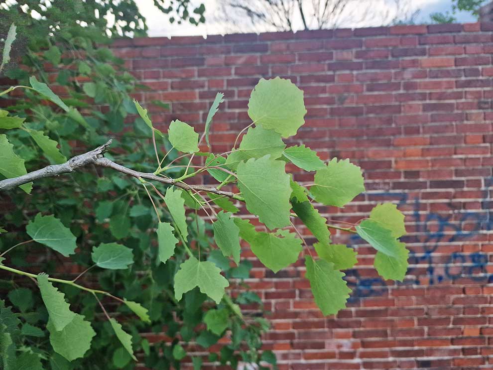 topola osika (Populus tremula)