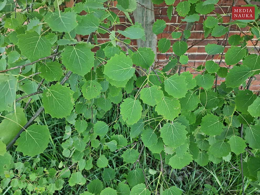 topola osika (Populus tremula)