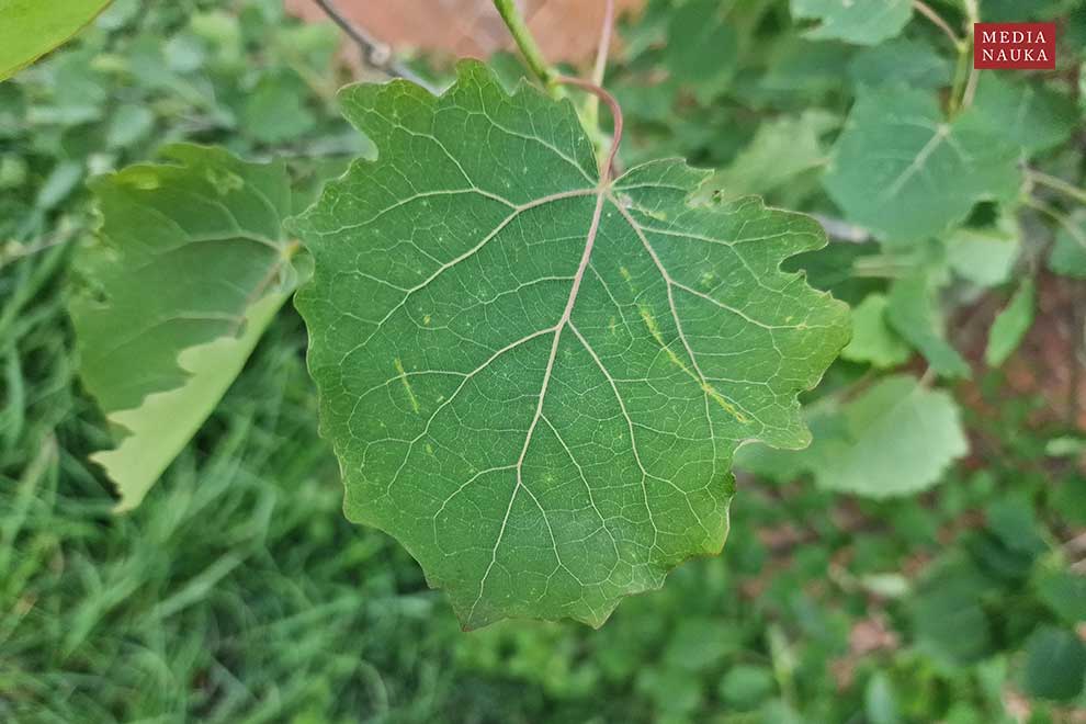 topola osika (Populus tremula)