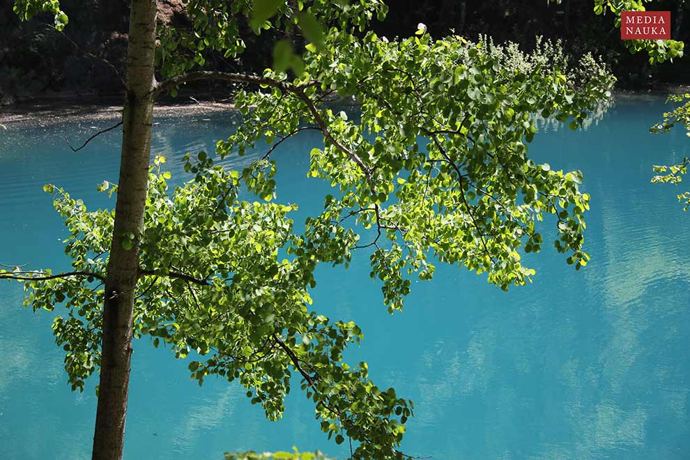 topola osika (Populus tremula)