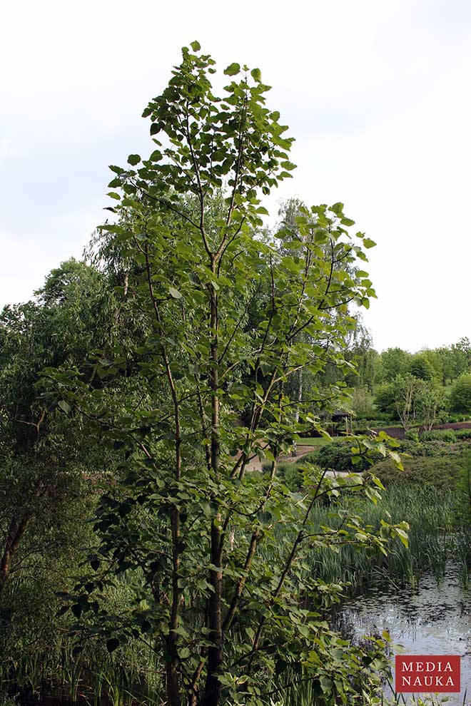 topola Wilsona (Populus wilsonii)