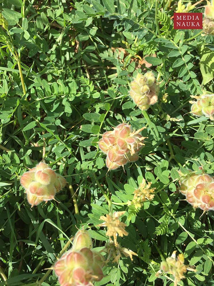 traganek pęcherzykowaty (Astragalus cicer)
