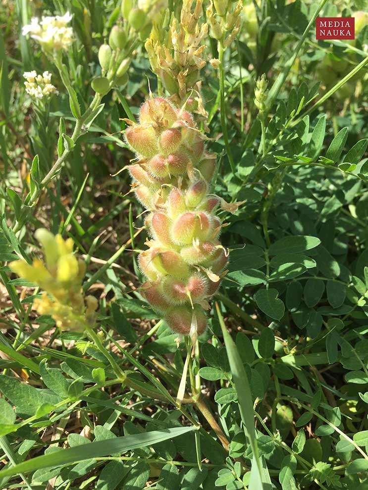 traganek pęcherzykowaty (Astragalus cicer)