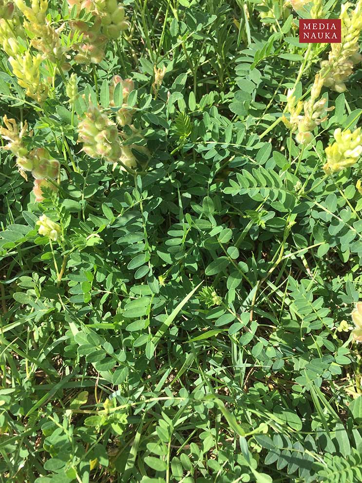 traganek pęcherzykowaty (Astragalus cicer)