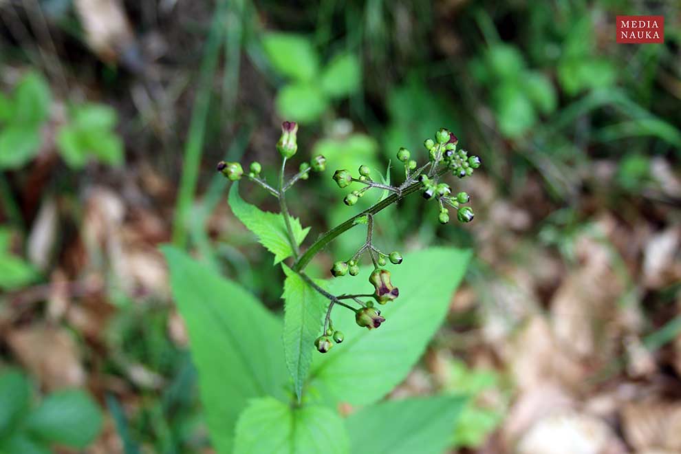trędownik bulwiasty (Scrophularia nodosa)