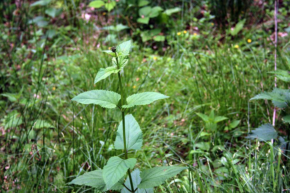 trędownik bulwiasty (Scrophularia nodosa)