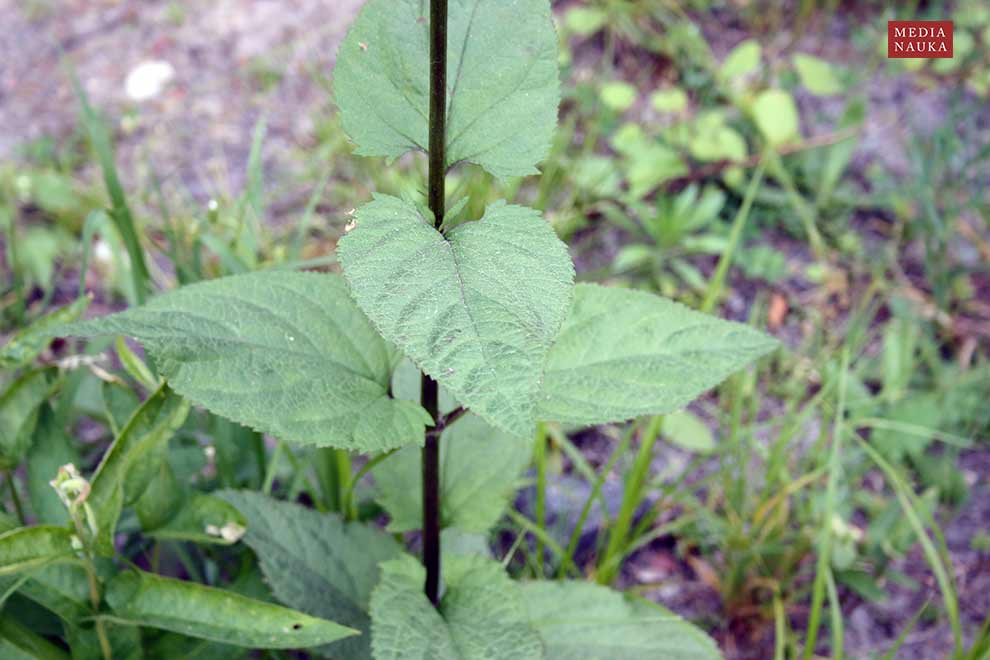 trędownik bulwiasty (Scrophularia nodosa)