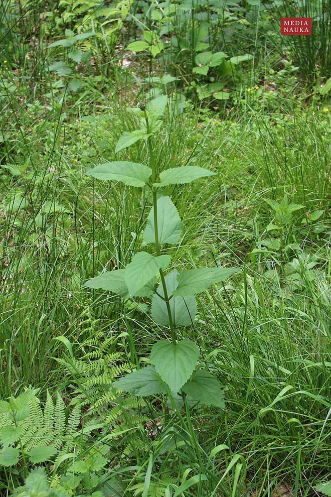 trędownik bulwiasty (Scrophularia nodosa)