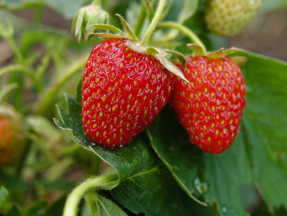 truskawka (Fragaria ×ananassa)