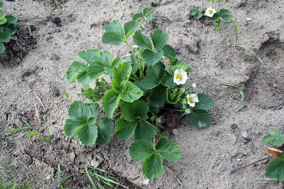 truskawka (Fragaria ×ananassa)