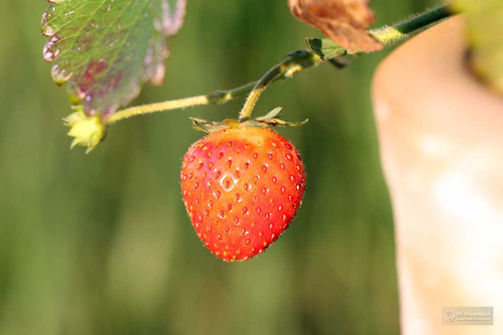truskawka (Fragaria ×ananassa)