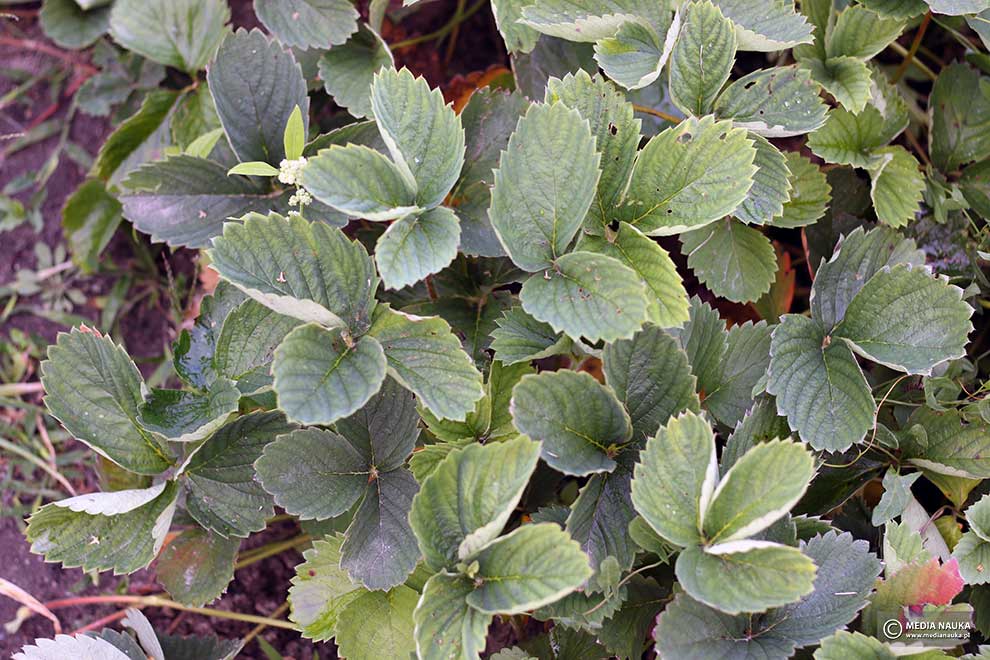 truskawka (Fragaria ×ananassa)