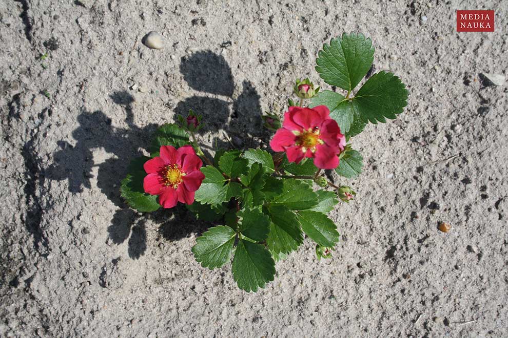 truskawka (Fragaria ×ananassa)
