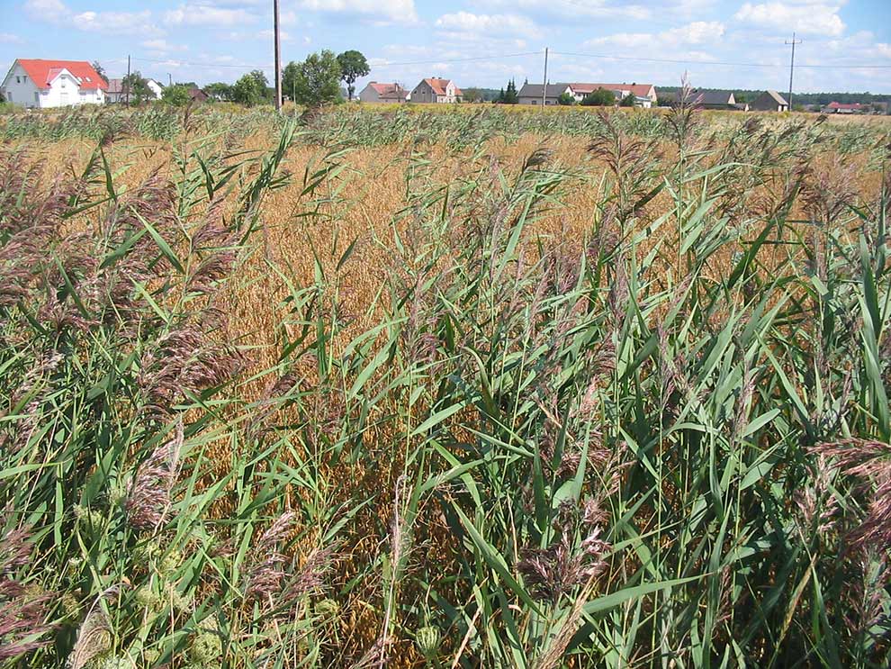 trzcina pospolita (Phragmites australis)
