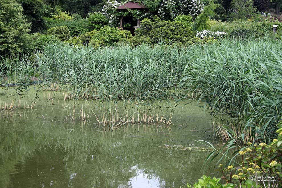 trzcina pospolita (Phragmites australis)