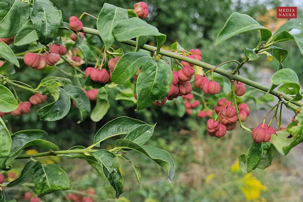 trzmielina pospolita, trzmielina zwyczajna (Euonymus europaeus)