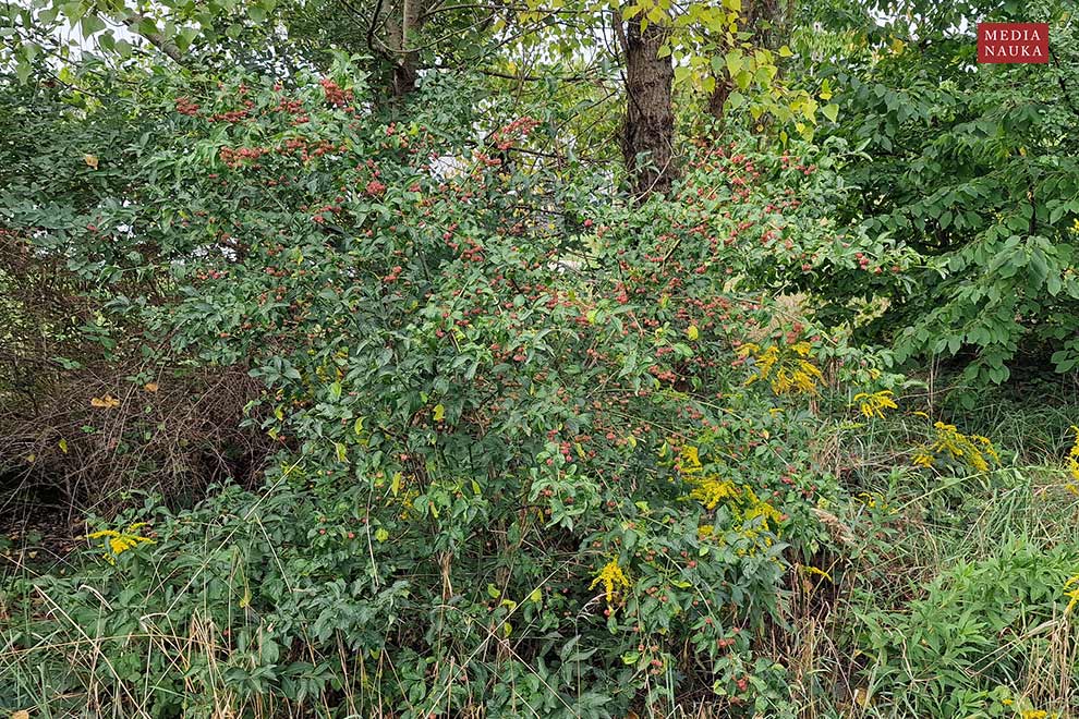 trzmielina pospolita, trzmielina zwyczajna (Euonymus europaeus)