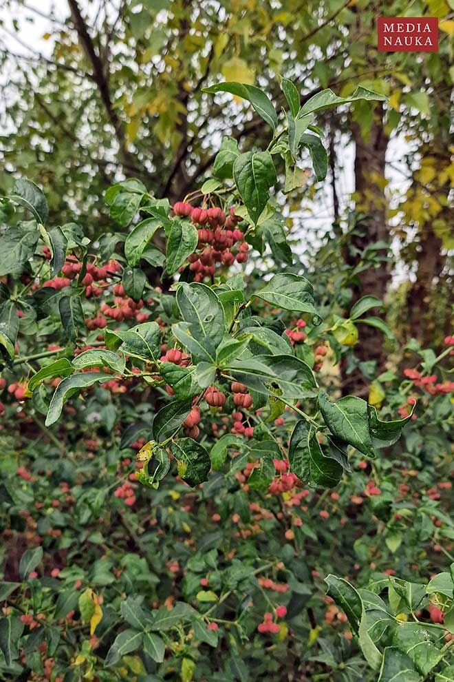 trzmielina pospolita, trzmielina zwyczajna (Euonymus europaeus)