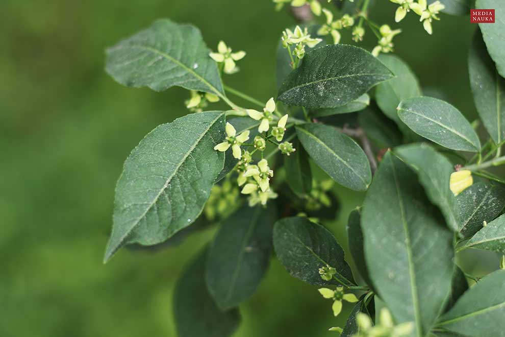 trzmielina pospolita, trzmielina zwyczajna (Euonymus europaeus)