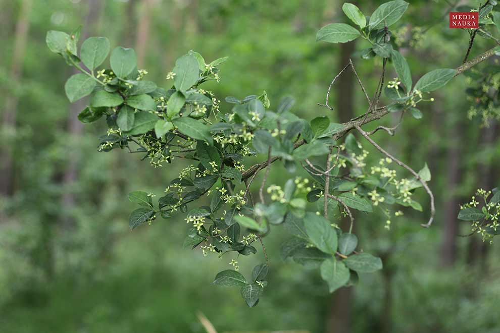 trzmielina pospolita, trzmielina zwyczajna (Euonymus europaeus)