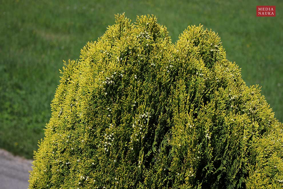 żywotnik zachodni (Thuja occidentalis)