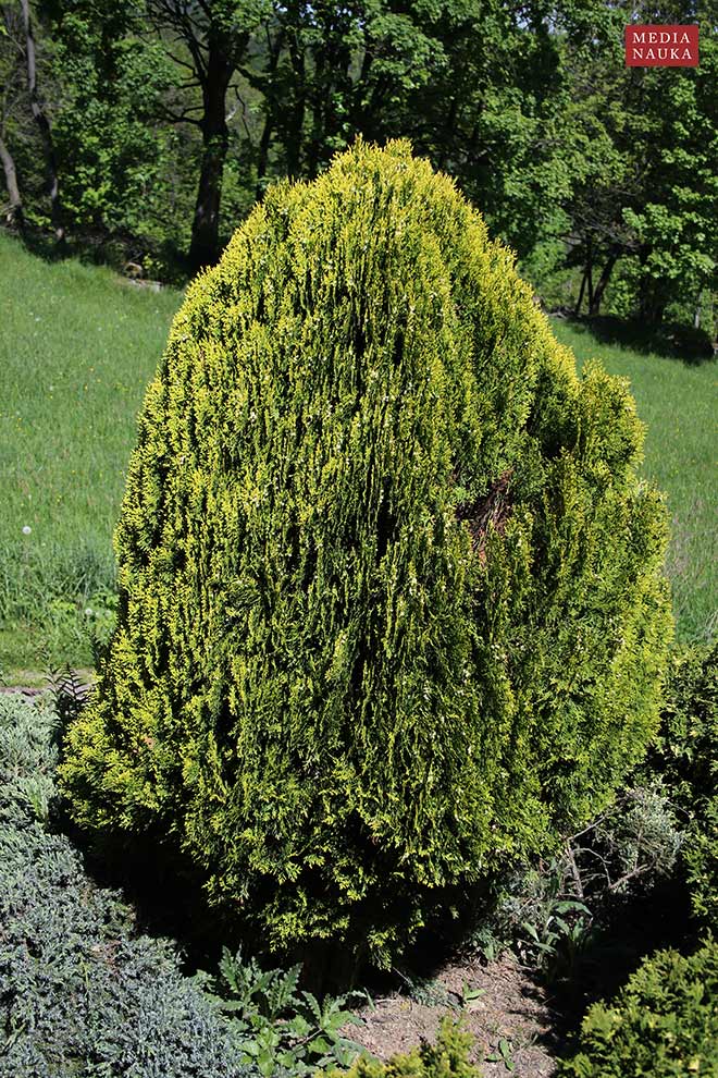 żywotnik zachodni (Thuja occidentalis)