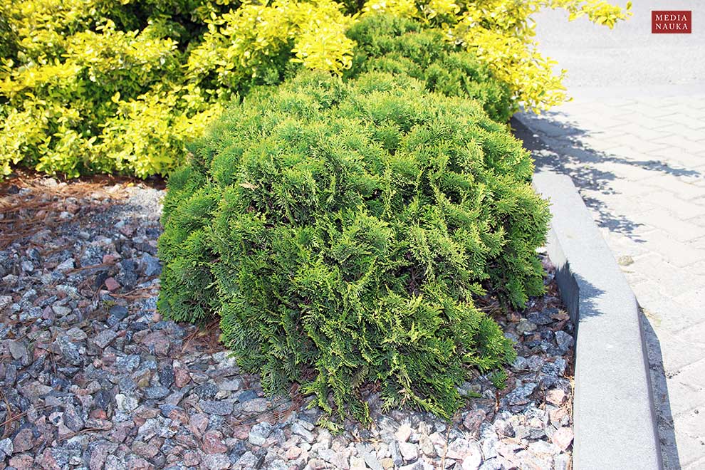 żywotnik zachodni (Thuja occidentalis)