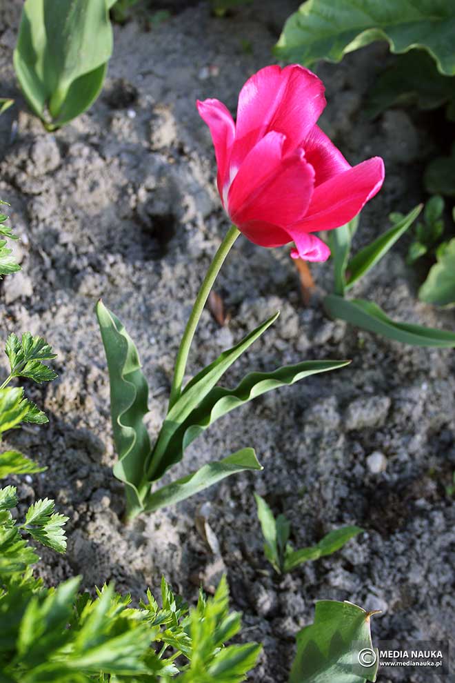 tulipan ogrodowy, tulipan Gesnera (Tulipa gesneriana)